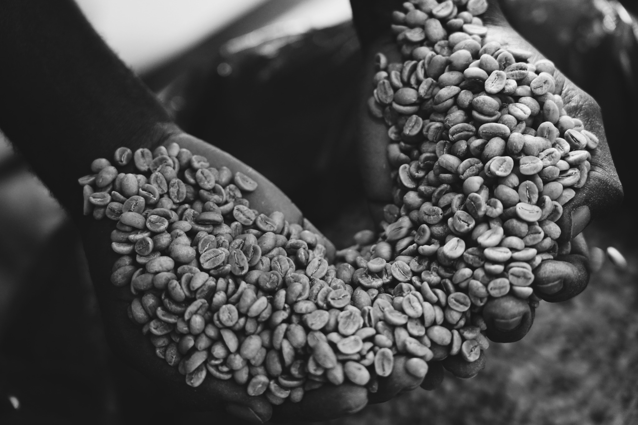 Coffee cupping at Adera